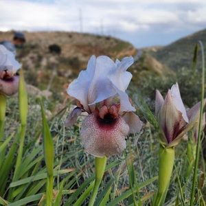 Meet your Posher, Aviva